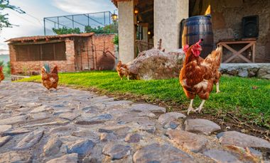 HERMOSO RANCHO EL AGUACERO EN VENTA; ETZATLÁN, JALISCO. MÉXICO.