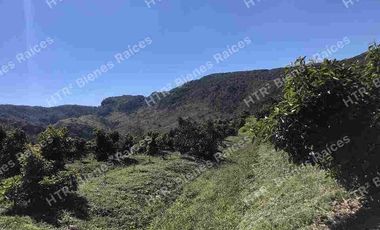 Venta de hectáreas de aguacate 🥑