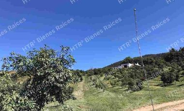 Venta de hectáreas de aguacate 🥑