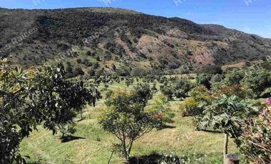 Venta de hectáreas de aguacate 🥑
