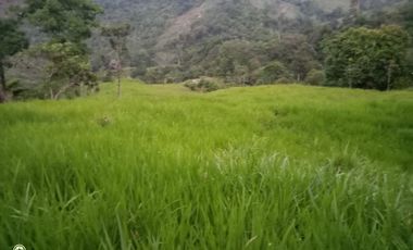 FINCA GANADERA VIA BARRANCABEMEJA EN EL MUNICIPIO DE BETULIA 230 HECTAREAS