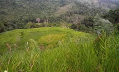 FINCA GANADERA VIA BARRANCABEMEJA EN EL MUNICIPIO DE BETULIA 230 HECTAREAS