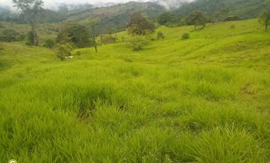FINCA GANADERA VIA BARRANCABEMEJA EN EL MUNICIPIO DE BETULIA 230 HECTAREAS