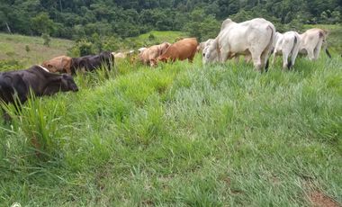 FINCA GANADERA VIA BARRANCABEMEJA EN EL MUNICIPIO DE BETULIA 230 HECTAREAS