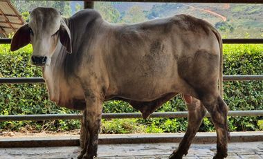 FINCA GANADERA VIA BARRANCABEMEJA EN EL MUNICIPIO DE BETULIA 230 HECTAREAS