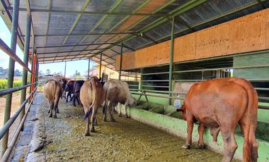 FINCA GANADERA VIA BARRANCABEMEJA EN EL MUNICIPIO DE BETULIA 230 HECTAREAS