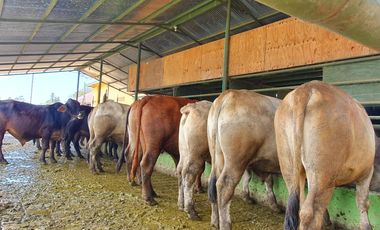 FINCA GANADERA VIA BARRANCABEMEJA EN EL MUNICIPIO DE BETULIA 230 HECTAREAS