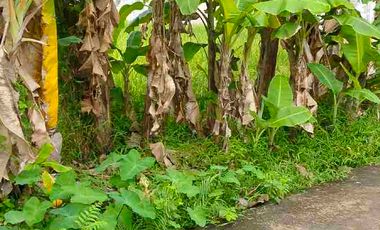 Di Jual Cepat Murah Tanah di Barat Kampus UMY