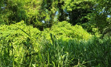 TERRENO DE 2000 MTS2 EN CONDOMINIO CAMPESTRE VIA MINCA SANTA MARTA.