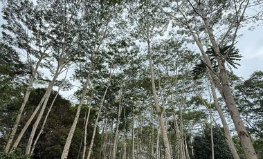 🌿 𝐋𝐎𝐓 𝐅𝐎𝐑 𝐒𝐀𝐋𝐄 – 𝐂𝐀𝐒𝐇 𝐎𝐑 𝐈𝐍𝐒𝐓𝐀𝐋𝐋𝐌𝐄𝐍𝐓 𝐁𝐀𝐒𝐈𝐒 🌿