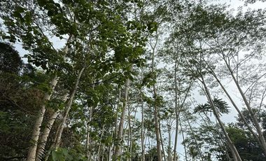 🌿 𝐋𝐎𝐓 𝐅𝐎𝐑 𝐒𝐀𝐋𝐄 – 𝐂𝐀𝐒𝐇 𝐎𝐑 𝐈𝐍𝐒𝐓𝐀𝐋𝐋𝐌𝐄𝐍𝐓 𝐁𝐀𝐒𝐈𝐒 🌿