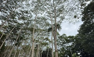 🌿 𝐋𝐎𝐓 𝐅𝐎𝐑 𝐒𝐀𝐋𝐄 – 𝐂𝐀𝐒𝐇 𝐎𝐑 𝐈𝐍𝐒𝐓𝐀𝐋𝐋𝐌𝐄𝐍𝐓 𝐁𝐀𝐒𝐈𝐒 🌿