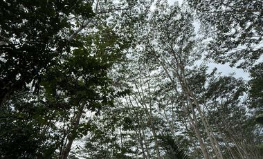 🌿 𝐋𝐎𝐓 𝐅𝐎𝐑 𝐒𝐀𝐋𝐄 – 𝐂𝐀𝐒𝐇 𝐎𝐑 𝐈𝐍𝐒𝐓𝐀𝐋𝐋𝐌𝐄𝐍𝐓 𝐁𝐀𝐒𝐈𝐒 🌿