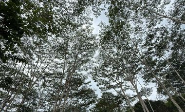 🌿 𝐋𝐎𝐓 𝐅𝐎𝐑 𝐒𝐀𝐋𝐄 – 𝐂𝐀𝐒𝐇 𝐎𝐑 𝐈𝐍𝐒𝐓𝐀𝐋𝐋𝐌𝐄𝐍𝐓 𝐁𝐀𝐒𝐈𝐒 🌿