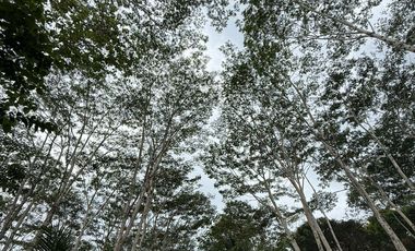 🌿 𝐋𝐎𝐓 𝐅𝐎𝐑 𝐒𝐀𝐋𝐄 – 𝐂𝐀𝐒𝐇 𝐎𝐑 𝐈𝐍𝐒𝐓𝐀𝐋𝐋𝐌𝐄𝐍𝐓 𝐁𝐀𝐒𝐈𝐒 🌿