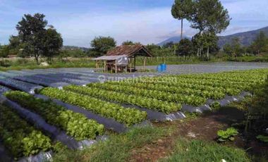 Tanah kebun terawat di maribaya lembang bandung barat