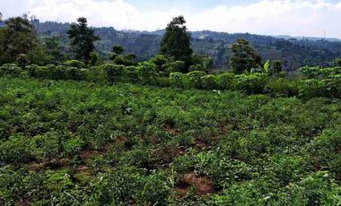 Tanah kebun murah terawat di padalarang bandung barat
