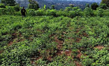 Tanah kebun murah terawat di padalarang bandung barat