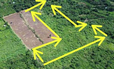Vendo 1 hectárea en San Martin Tarapoto a $55,000
