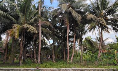 Tanah Istimewa Dekat Bandara YIA – Siap Bangun & Investasi Menjanjikan!