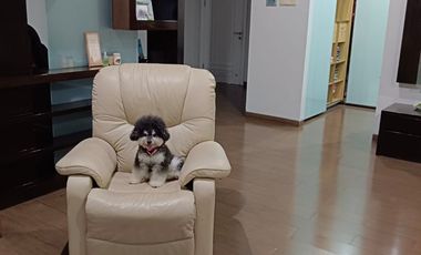 Rumah 2,5 lantai 6+2 kamar full furnish di Taman Telaga Golf