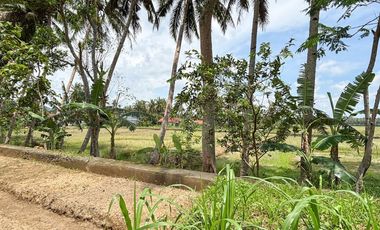 Jual Tanah Samping Bandara Kulon ProgoView Sawah Parit dan Sungai Sejuk Mengalir