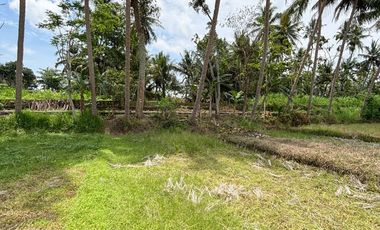 Jual Tanah Samping Bandara Kulon ProgoView Sawah Parit dan Sungai Sejuk Mengalir