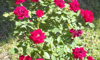 Excelente propiedad con local comercial en privilegiado sector, La Calera