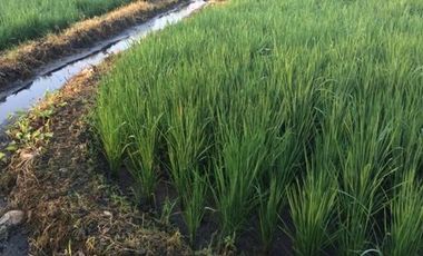 Dijual Tanah Strategis Dekat Bunderan Taman Kota Madiun