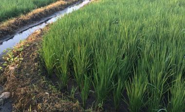 Dijual Tanah Strategis Dekat Bunderan Taman Kota Madiun