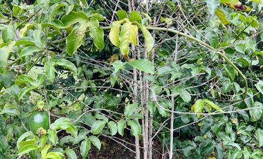 Se vende amplio terreno con dos casas en Landangui-Malacatos