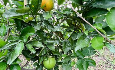 Se vende amplio terreno con dos casas en Landangui-Malacatos