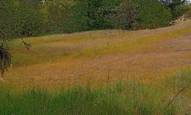 Hermosa y tranquila parcela de más de 8 mil mts2 en VENTA - Ninhue