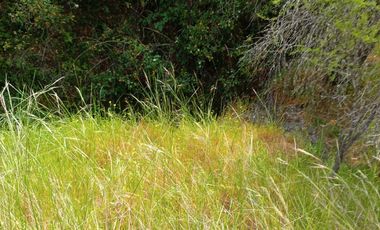 Hermosa y tranquila parcela de más de 8 mil mts2 en VENTA - Ninhue