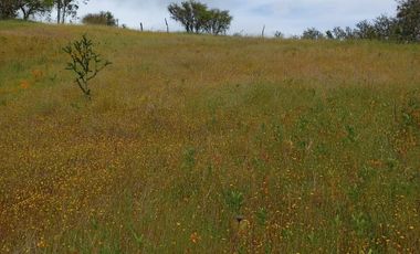 Hermosa y tranquila parcela de más de 8 mil mts2 en VENTA - Ninhue