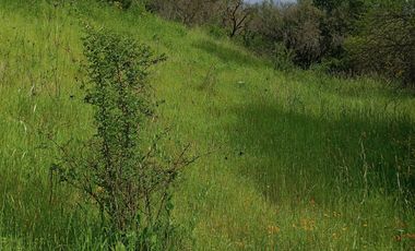 Hermosa y tranquila parcela de más de 8 mil mts2 en VENTA - Ninhue