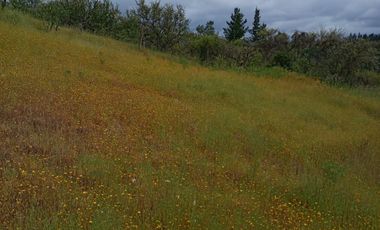 Hermosa y tranquila parcela de más de 8 mil mts2 en VENTA - Ninhue