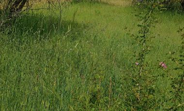 Hermosa y tranquila parcela de más de 8 mil mts2 en VENTA - Ninhue