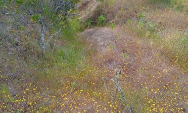 Hermosa y tranquila parcela de más de 8 mil mts2 en VENTA - Ninhue