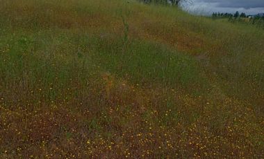 Hermosa y tranquila parcela de más de 8 mil mts2 en VENTA - Ninhue