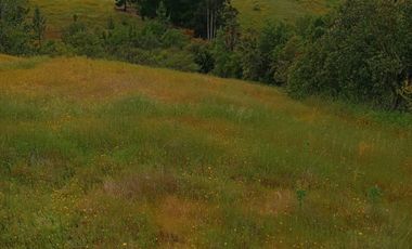 Hermosa y tranquila parcela de más de 8 mil mts2 en VENTA - Ninhue