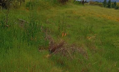 Hermosa y tranquila parcela de más de 8 mil mts2 en VENTA - Ninhue