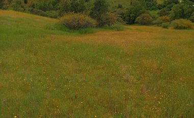 Hermosa y tranquila parcela de más de 8 mil mts2 en VENTA - Ninhue