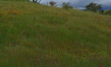 Hermosa y tranquila parcela de más de 8 mil mts2 en VENTA - Ninhue