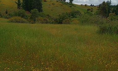 Hermosa y tranquila parcela de más de 8 mil mts2 en VENTA - Ninhue