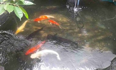 Sawahan Surabaya | Jual Rumah Bagus 2 Lantai 246 m² Ada Kolam Renang di Petemon Dekat Arjuno Banyuurip Tidar Simo Semarang Pasar Turi Kembang Kedungdoro