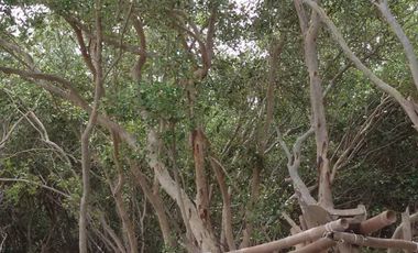 95370 - ขาย ที่ดินเปล่า (ถมแล้ว) ตำบลบ้านบ่อ อำเภอเมืองสมุทรสาคร จังหวัดสมุทรสาคร