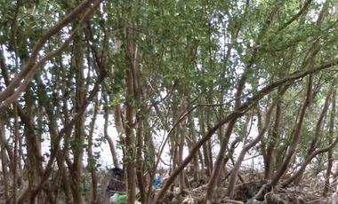 95370 - ขาย ที่ดินเปล่า (ถมแล้ว) ตำบลบ้านบ่อ อำเภอเมืองสมุทรสาคร จังหวัดสมุทรสาคร