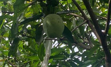 Villa Pribadi di Pulau Lombok