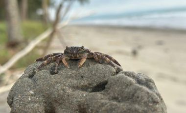 Lotes en Cojimies con acceso directo a la playa